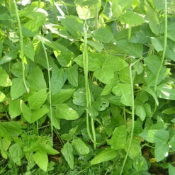 Yard Long Pole Bean Seeds (Organic) -Flourish Seeds snv8244 2