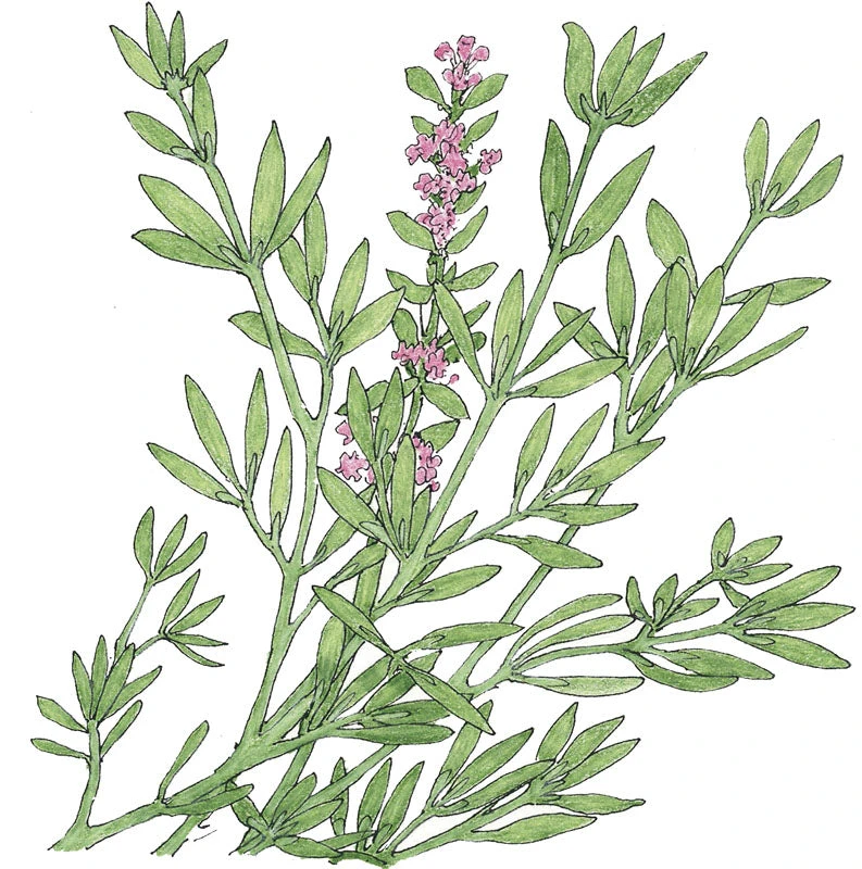 Organic Thyme, German Winter 2 Organic Thyme, German Winter - Image 2