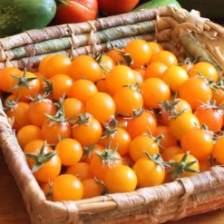 Gold Nugget Tomato Seeds (Organic) 9 Gold Nugget Tomato Seeds (Organic) -Flourish Seeds snv8277 web2