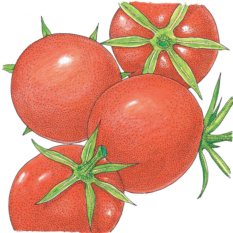 Burbank Tomato Seeds (Organic) 2 Burbank Tomato Seeds (Organic) - Image 2