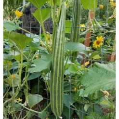 Striped Cucumber Seeds (Organic) -Flourish Seeds snv8348 1x 39212a0e edb1 460b 86ca c58dcb7a638d