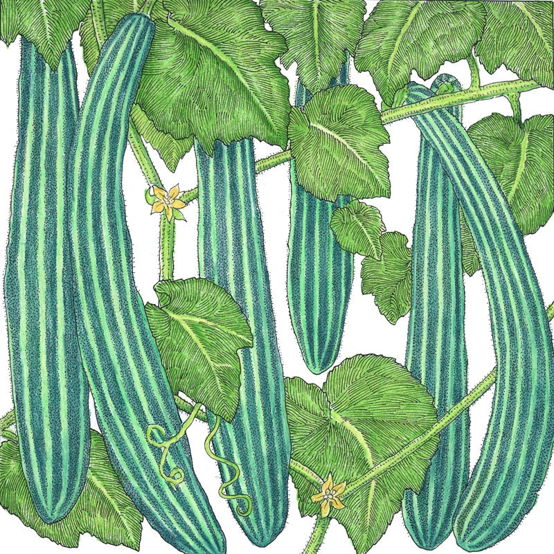 Suyo Long Cucumber Seeds (Organic) 2 Suyo Long Cucumber Seeds (Organic) - Image 2