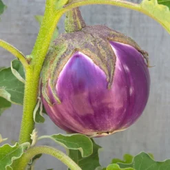 Rosa Bianca Eggplant Seeds (Organic) 5 Rosa Bianca Eggplant Seeds (Organic) -Flourish Seeds snv8350 web