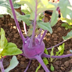 Purple Vienna Kohlrabi Seeds (Organic) 5 Purple Vienna Kohlrabi Seeds (Organic) -Flourish Seeds snv8351 a 2