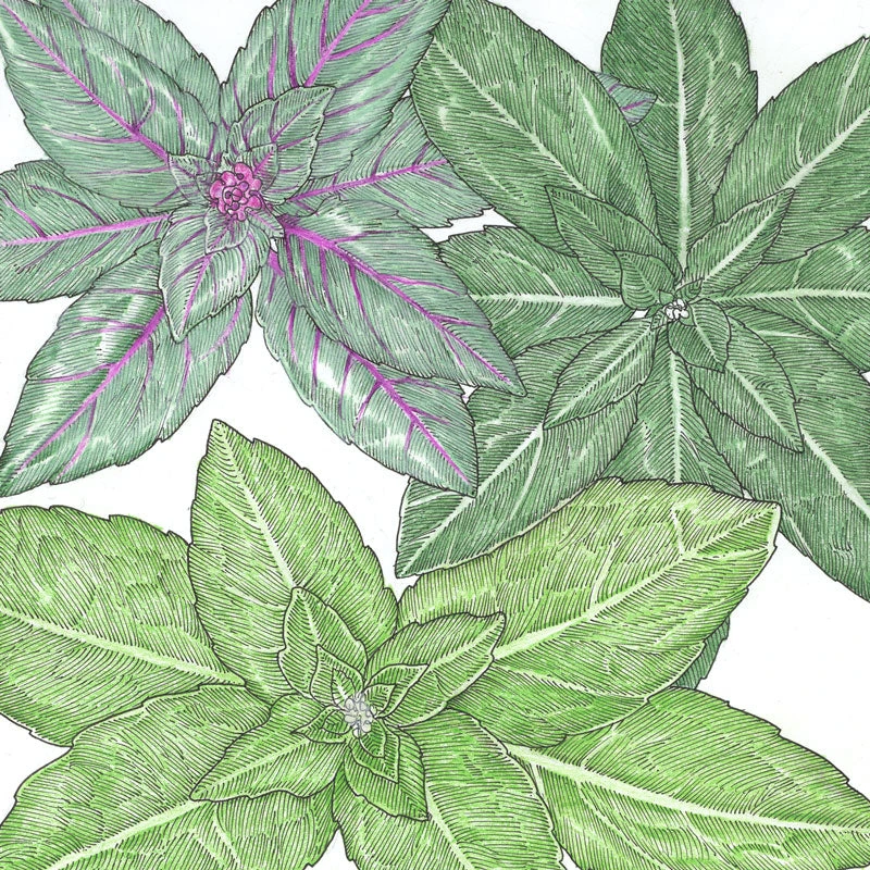 Organic Basil, Culinary Blend (pack) 2 Organic Basil, Culinary Blend (pack) - Image 2