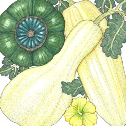 Harvest Mix Winter Squash Seeds (Organic) 7 Harvest Mix Winter Squash Seeds (Organic) -Flourish Seeds snv8369 a 3