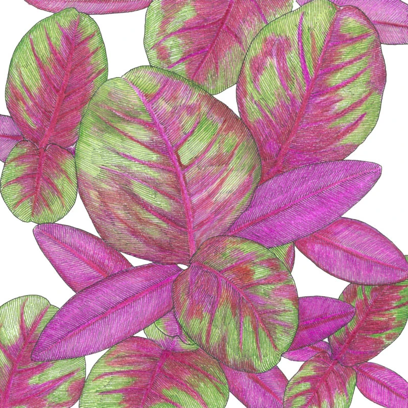 Red Amaranth Greens Seeds (Organic) 2 Red Amaranth Greens Seeds (Organic) - Image 2