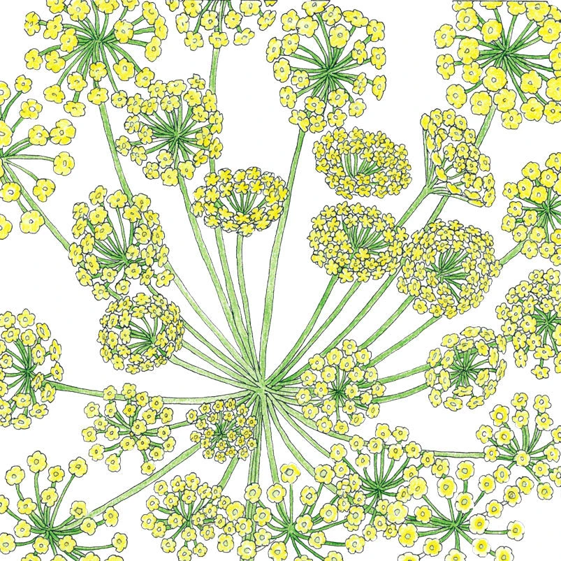 Organic Dill, Mammoth 2 Organic Dill, Mammoth - Image 2