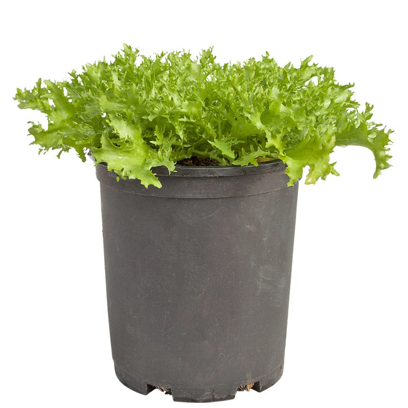 Endive, Frisee Greens Seeds (Organic) 5 Endive, Frisee Greens Seeds (Organic) - Image 5