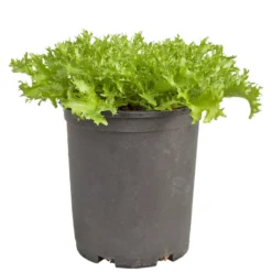 Organic Greens, Endive, Frisee (1/4 Lb) 7 Organic Greens, Endive, Frisee (1/4 Lb) -Flourish Seeds snv8391 web 1