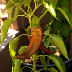 Anaheim Pepper Seeds (Organic) 5 Anaheim Pepper Seeds (Organic) -Flourish Seeds snv8405 web2