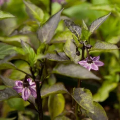 Black Hungarian Pepper Seeds (Organic) 7 Black Hungarian Pepper Seeds (Organic) -Flourish Seeds snv8407 web1