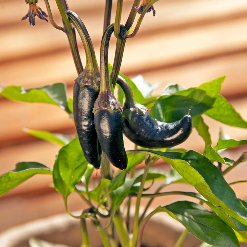 Black Hungarian Pepper Seeds (Organic) 4 Black Hungarian Pepper Seeds (Organic) - Image 4