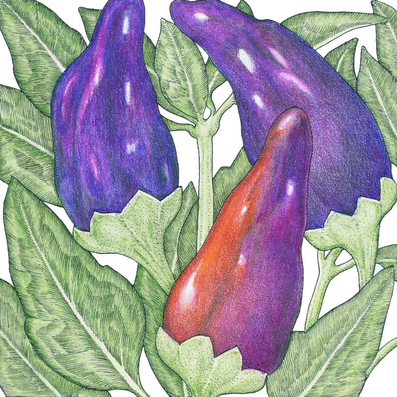 Black Hungarian Pepper Seeds (Organic) 2 Black Hungarian Pepper Seeds (Organic) - Image 2