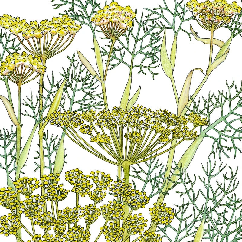 Organic Fennel, Bronze 2 Organic Fennel, Bronze - Image 2