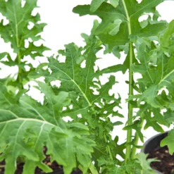 White Russian Kale Seeds (Organic) -Flourish Seeds snv8471 web