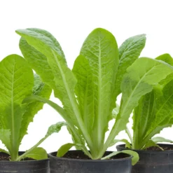 Romaine, Jericho Lettuce Seeds (Organic) -Flourish Seeds snv8473 web