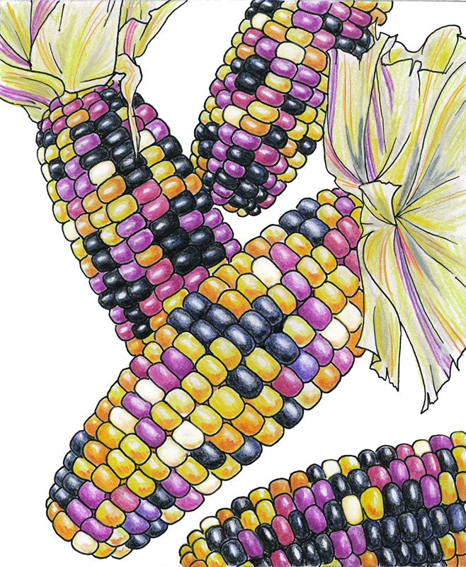 Cherokee Long Ear Popcorn Corn Seeds (Organic) 2 Cherokee Long Ear Popcorn Corn Seeds (Organic) - Image 2