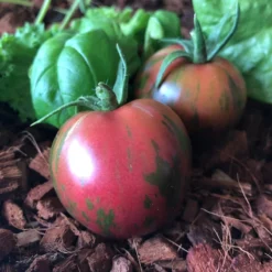 Pink Boar Tomato Seeds (Organic) 5 Pink Boar Tomato Seeds (Organic) -Flourish Seeds snv8542 web2