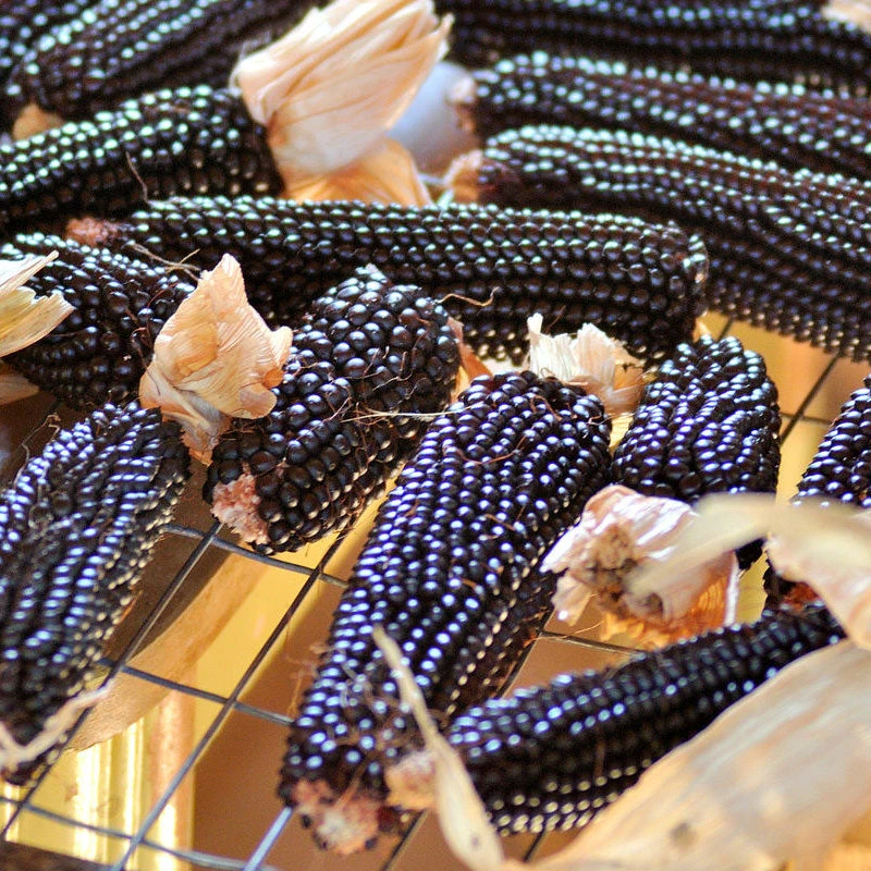 Organic Corn, Dakota Black Popcorn 1/4 Lb 2 Organic Corn, Dakota Black Popcorn 1/4 Lb - Image 2