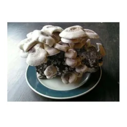 Shiitake Mushroom Block -Flourish Seeds spr200 1 web
