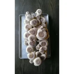 Shiitake Mushroom Block -Flourish Seeds spr200 2 web