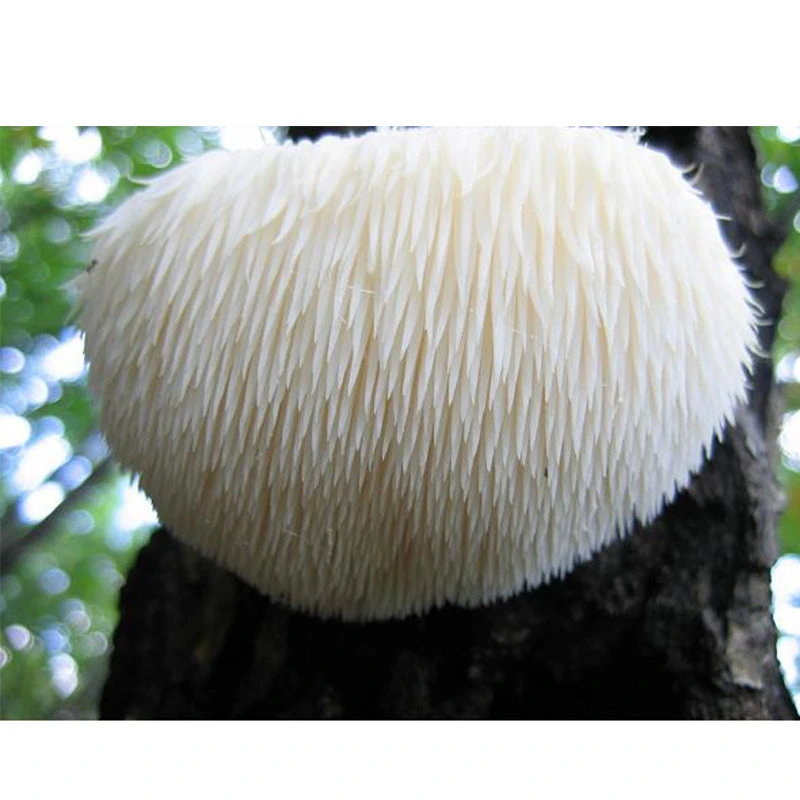 Lion's Mane Mushroom Plug Spawn (100 Plugs/pk) 3 Lion's Mane Mushroom Plug Spawn (100 Plugs/pk) - Image 3