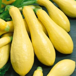 Early Straightneck Summer Squash Seeds (Organic) 5 Early Straightneck Summer Squash Seeds (Organic) -Flourish Seeds squash straightneck