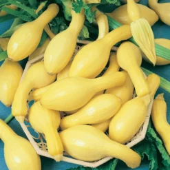 Early Crookneck Summer Squash Seeds (Organic) 5 Early Crookneck Summer Squash Seeds (Organic) -Flourish Seeds squash summerpac