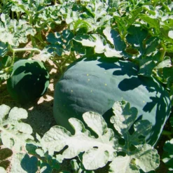 Moon & Stars Watermelon Seeds (Organic) 6 Moon & Stars Watermelon Seeds (Organic) -Flourish Seeds starmoon watermelon