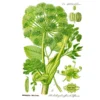 Strictly Medicinal Organic Angelica Official