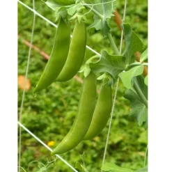 Organic Peas, Sugar Daddy (1/2 Lb ) 5 Organic Peas, Sugar Daddy (1/2 Lb ) -Flourish Seeds sugar daddy web 1
