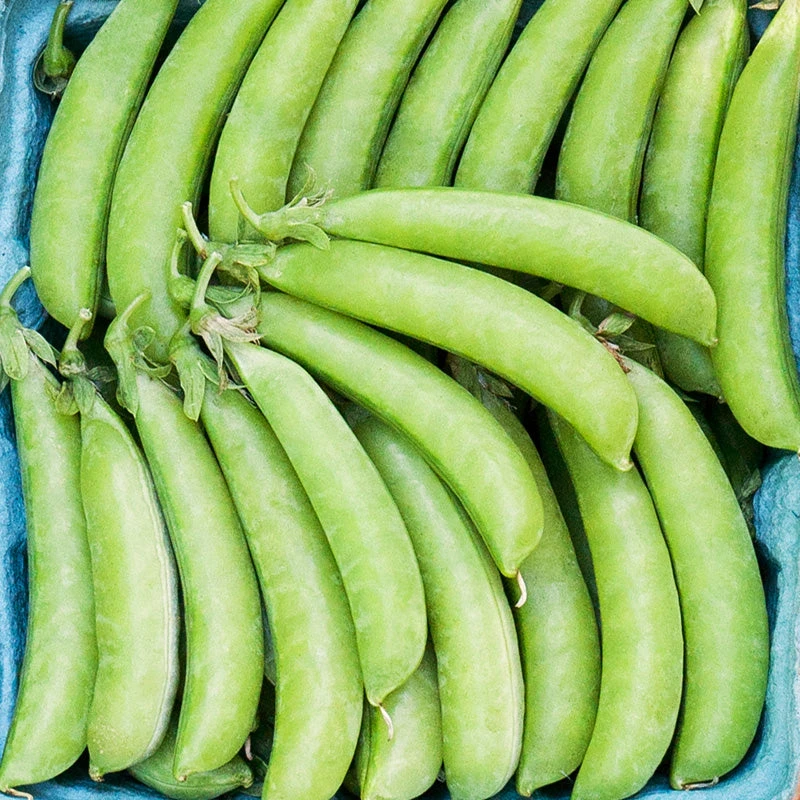 Sugar Snap Pea Seeds (Organic) 2 Sugar Snap Pea Seeds (Organic) - Image 2