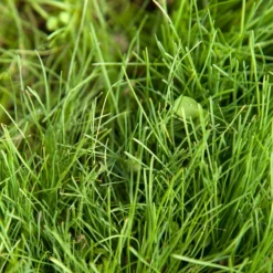 Peaceful Valley Kaleidoscope Meadow Mix - Seed (lb) -Flourish Seeds swf2112 2 web