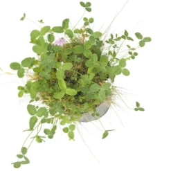 Peaceful Valley Kaleidoscope Meadow Mix - Seed (lb) -Flourish Seeds swf2112 b