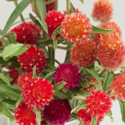 Renee's Garden Globe Amaranth Mardi Gras Parade (Heirloom) 11 Renee's Garden Globe Amaranth Mardi Gras Parade (Heirloom) -Flourish Seeds swf4036 a