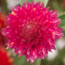 Renee's Garden Globe Amaranth Mardi Gras Parade (Heirloom) 9 Renee's Garden Globe Amaranth Mardi Gras Parade (Heirloom) -Flourish Seeds swf4036 b