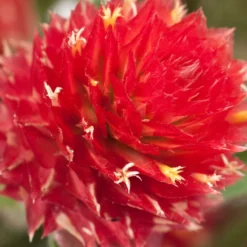 Renee's Garden Globe Amaranth Mardi Gras Parade (Heirloom) 10 Renee's Garden Globe Amaranth Mardi Gras Parade (Heirloom) -Flourish Seeds swf4036 c