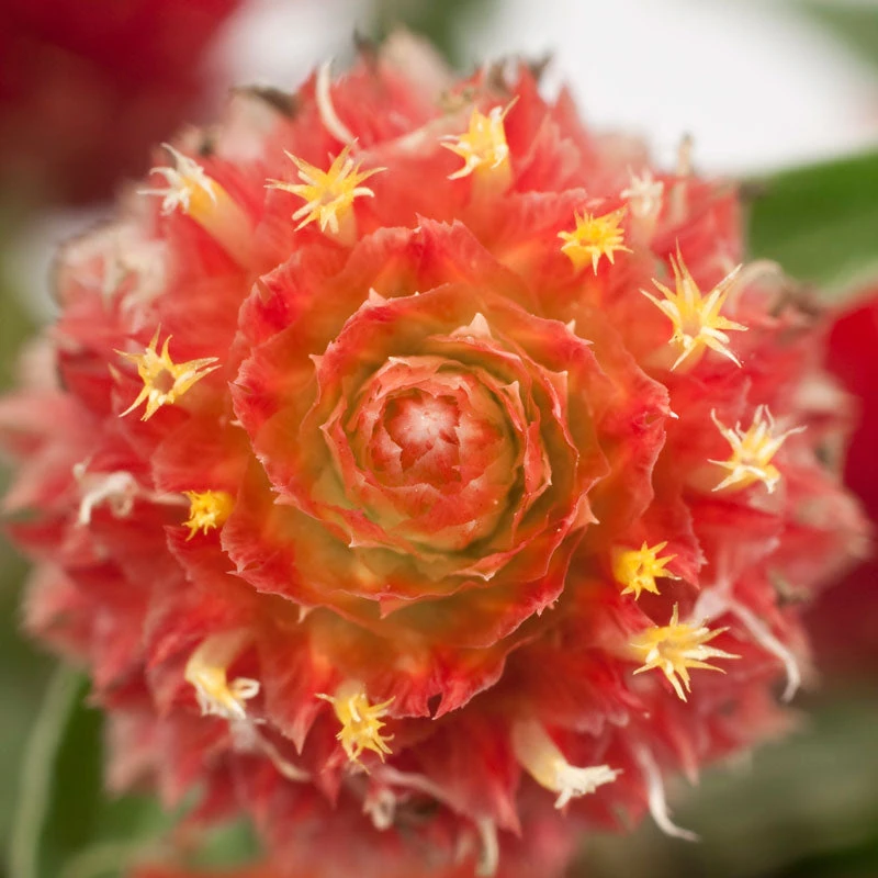 Renee's Garden Globe Amaranth Mardi Gras Parade (Heirloom) 2 Renee's Garden Globe Amaranth Mardi Gras Parade (Heirloom) - Image 2