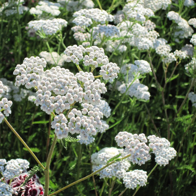 Yarrow, White (1/4 Lb) 2 Yarrow, White (1/4 Lb) - Image 2