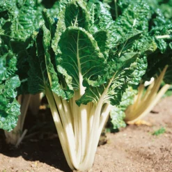 Fordhook Giant Chard Seeds (Organic) -Flourish Seeds swisschard fordhook