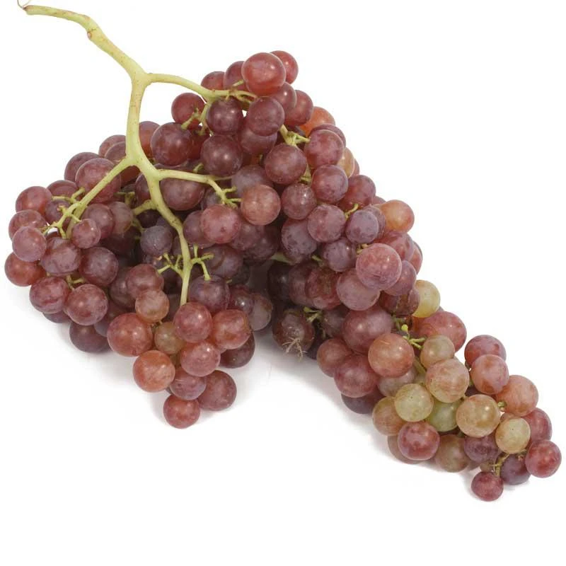 Table Grape Vine - Flame (Seedless) 1 Table Grape Vine - Flame (Seedless)