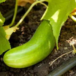 Tendergreen Cucumber Seeds (Organic) -Flourish Seeds tendergreen a 1 1