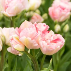 "Angelique" Double Late Tulip Bulbs (Pack Of 8)
