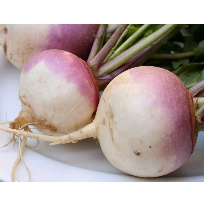 Purple Top White Globe Turnip Seeds (Organic) 2 Purple Top White Globe Turnip Seeds (Organic) - Image 2