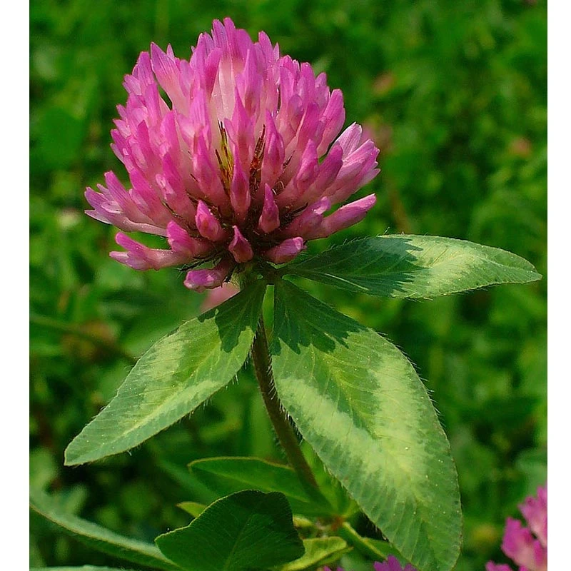 Organic Red Clover - Raw Seed (lb) 3 Organic Red Clover - Raw Seed (lb) - Image 3