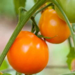 Valencia Tomato Seeds (Organic) -Flourish Seeds valencia 1