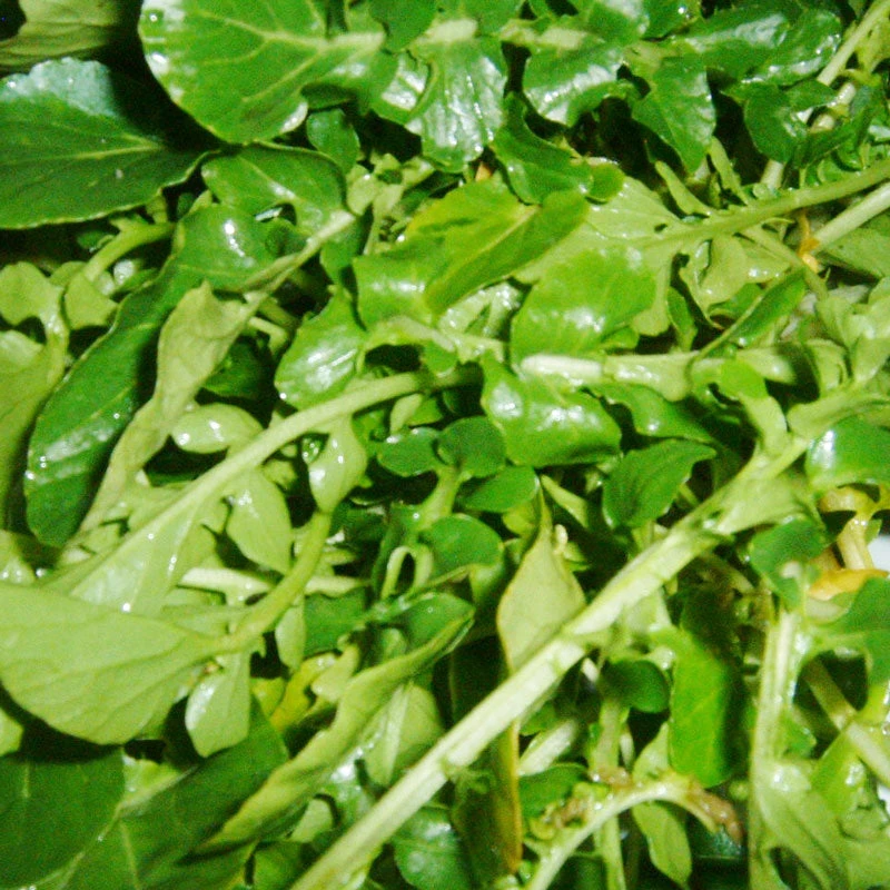 Watercress Greens Seeds (Organic) 2 Watercress Greens Seeds (Organic) - Image 2