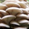 White Oyster Mushroom Kit