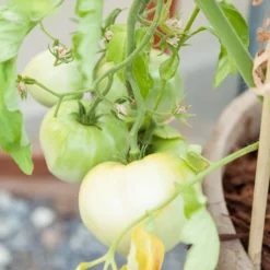 White Wonder Tomato Seeds (Organic) -Flourish Seeds white wonder 1 13 1